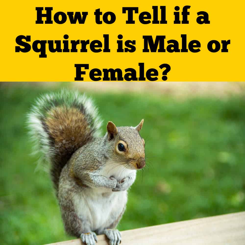 Male vs Female Squirrel