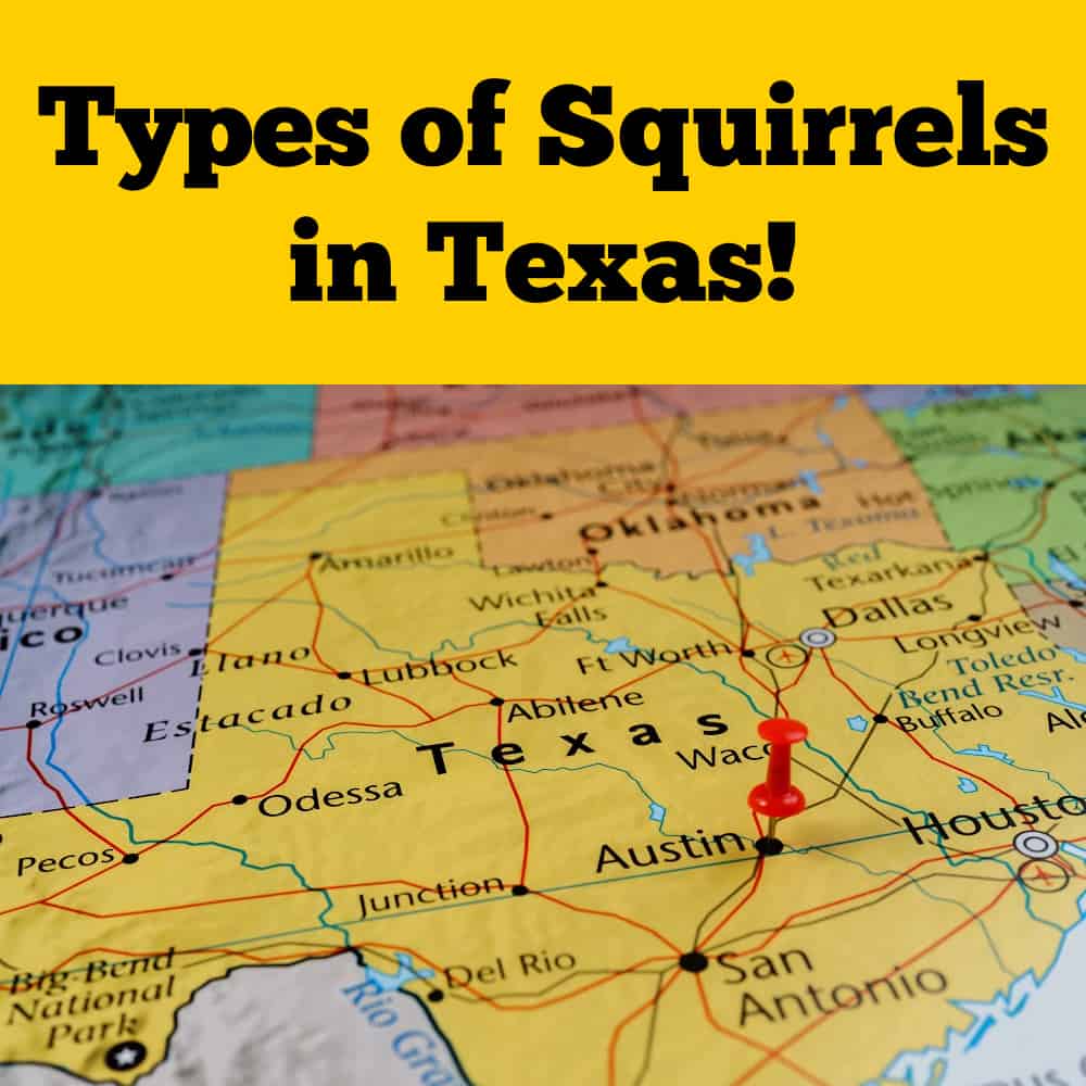 Texas Squirrels