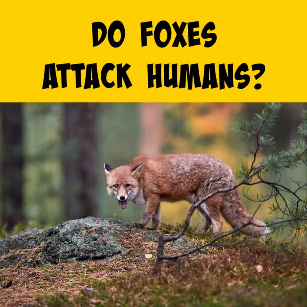 Do Foxes Attack People