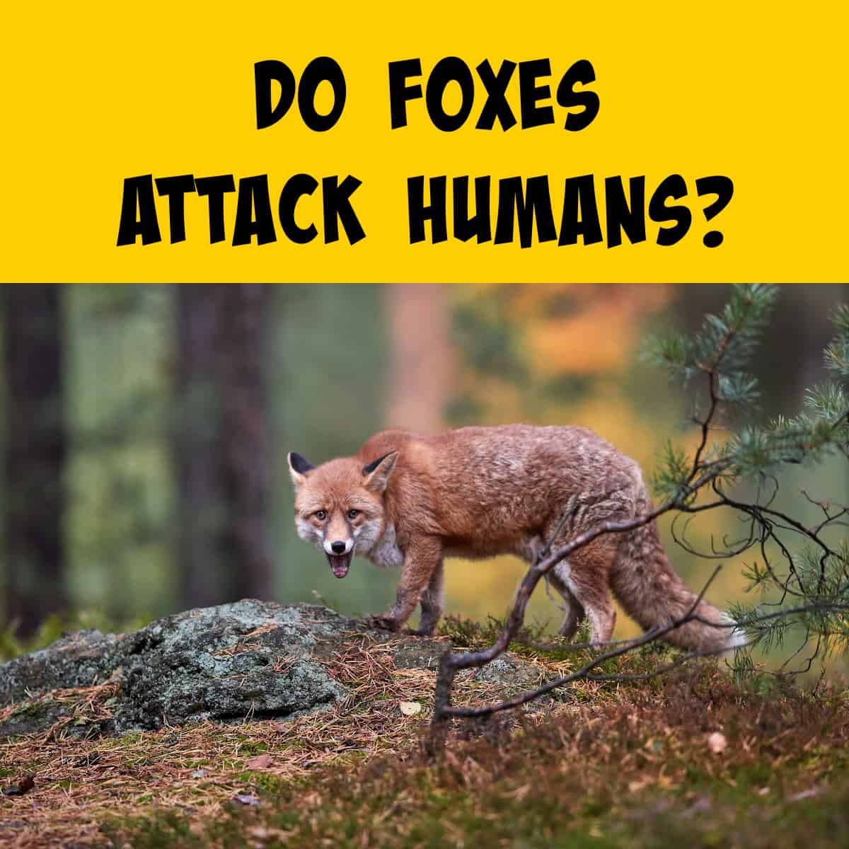 Do Foxes Really Attack Humans? A Deep Dive Into Behaviors. - Squirrels ...