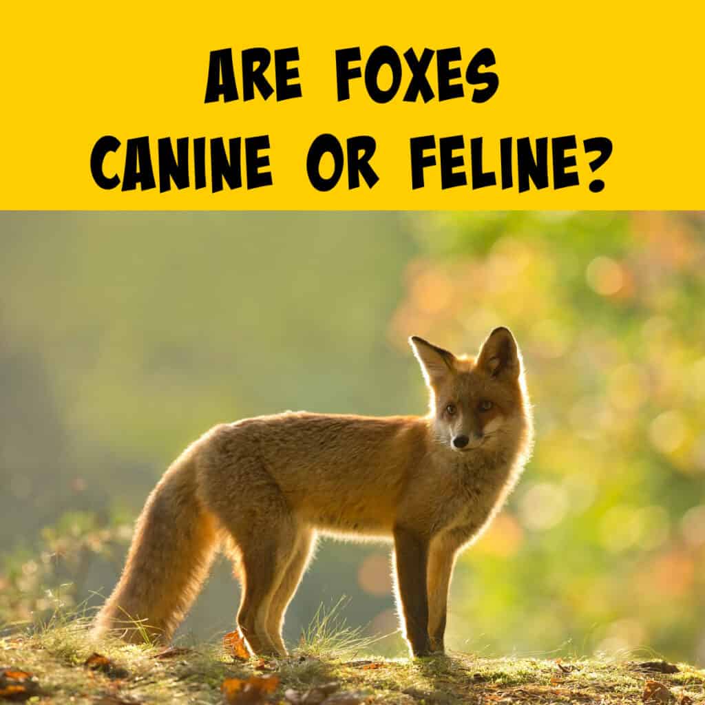 Foxes are Canines