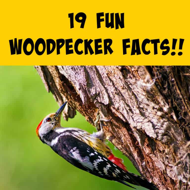 19 Fun Facts About Woodpeckers! Squirrels at the Feeder