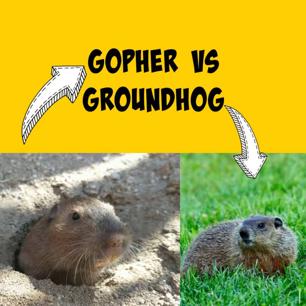 Gophers vs Groundhogs