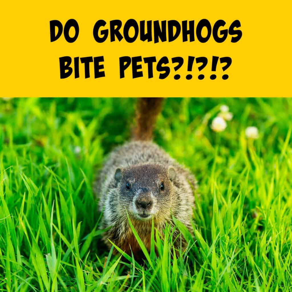 Groundhog Bite Information