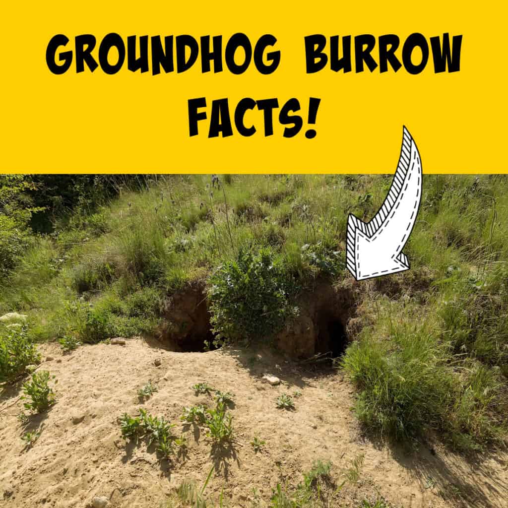 Groundhog Burrow Information