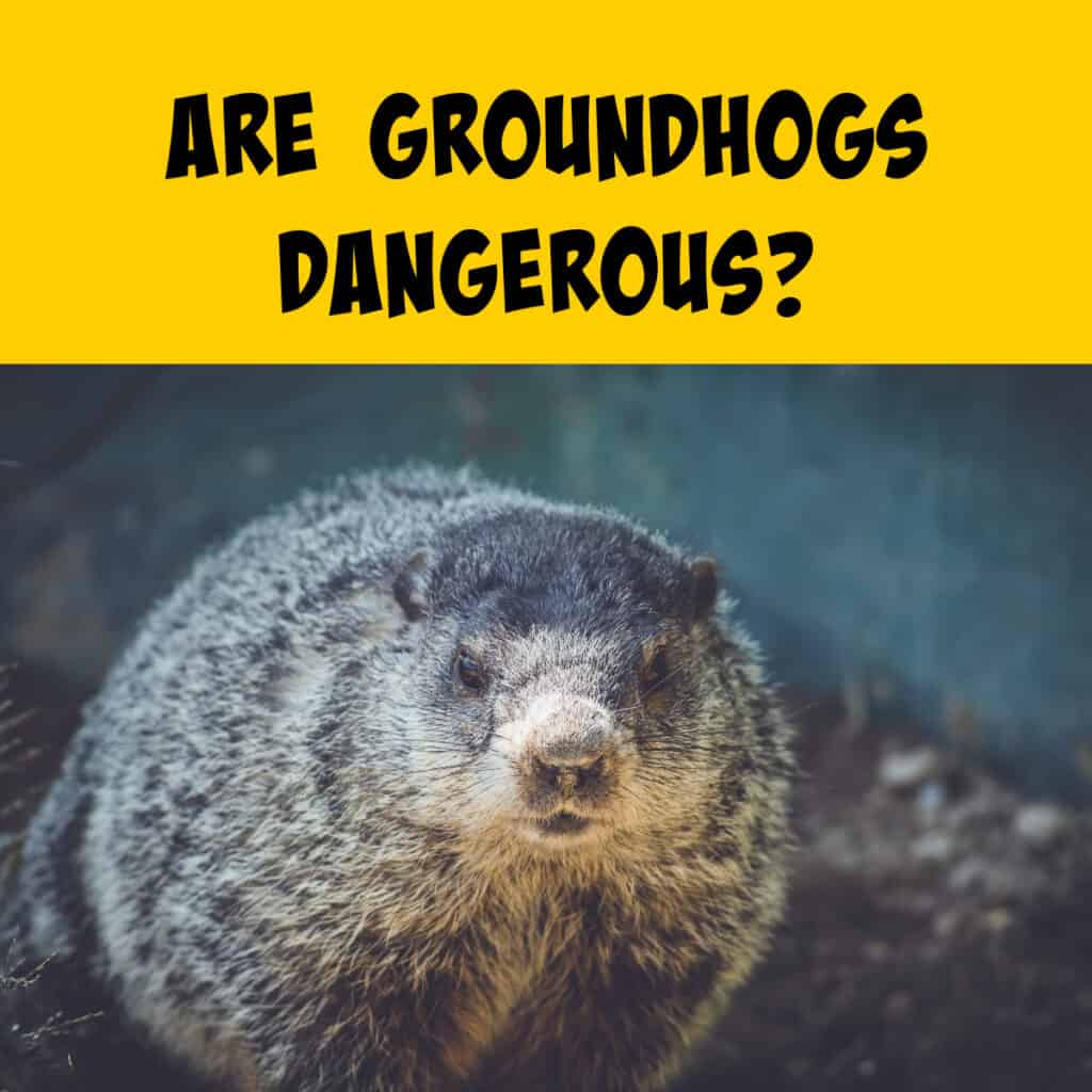 Groundhog Dangers