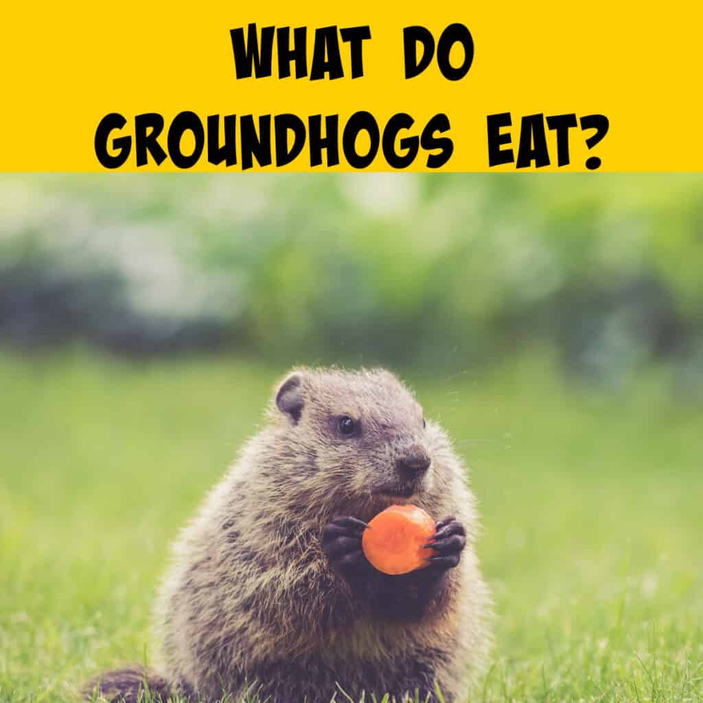 Groundhog Diet