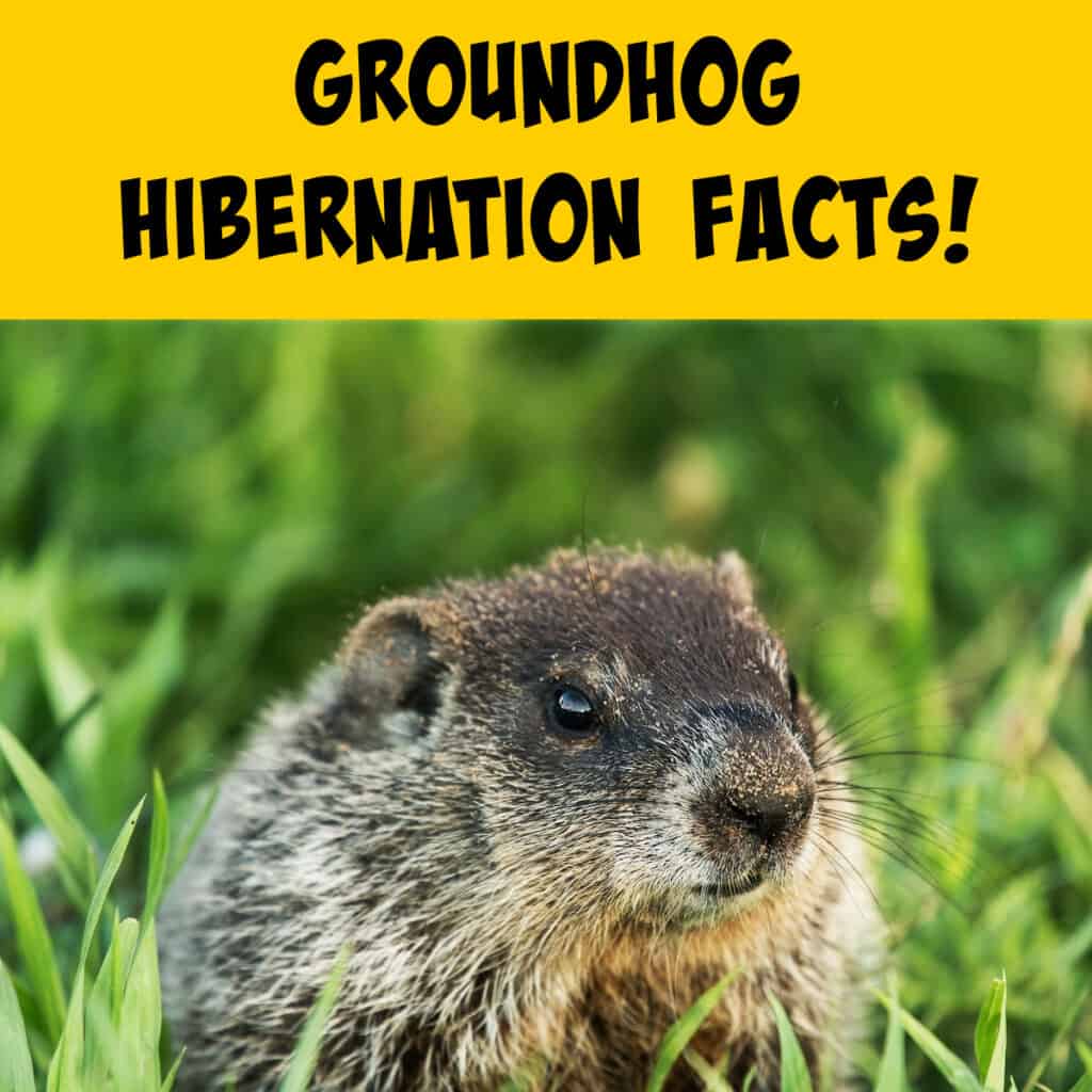 Groundhog Hibernation Information