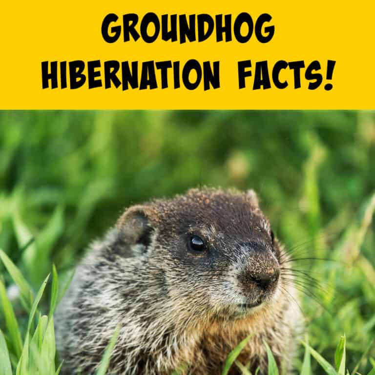 Groundhog Hibernation The Ultimate Guide! Squirrels at the Feeder