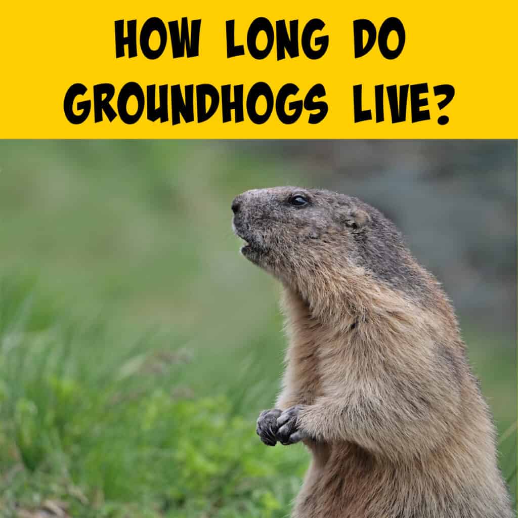 Groundhog Lifespan