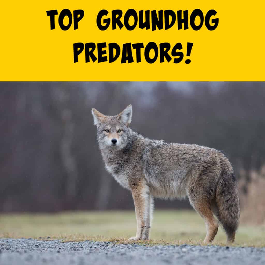 Groundhog Predators