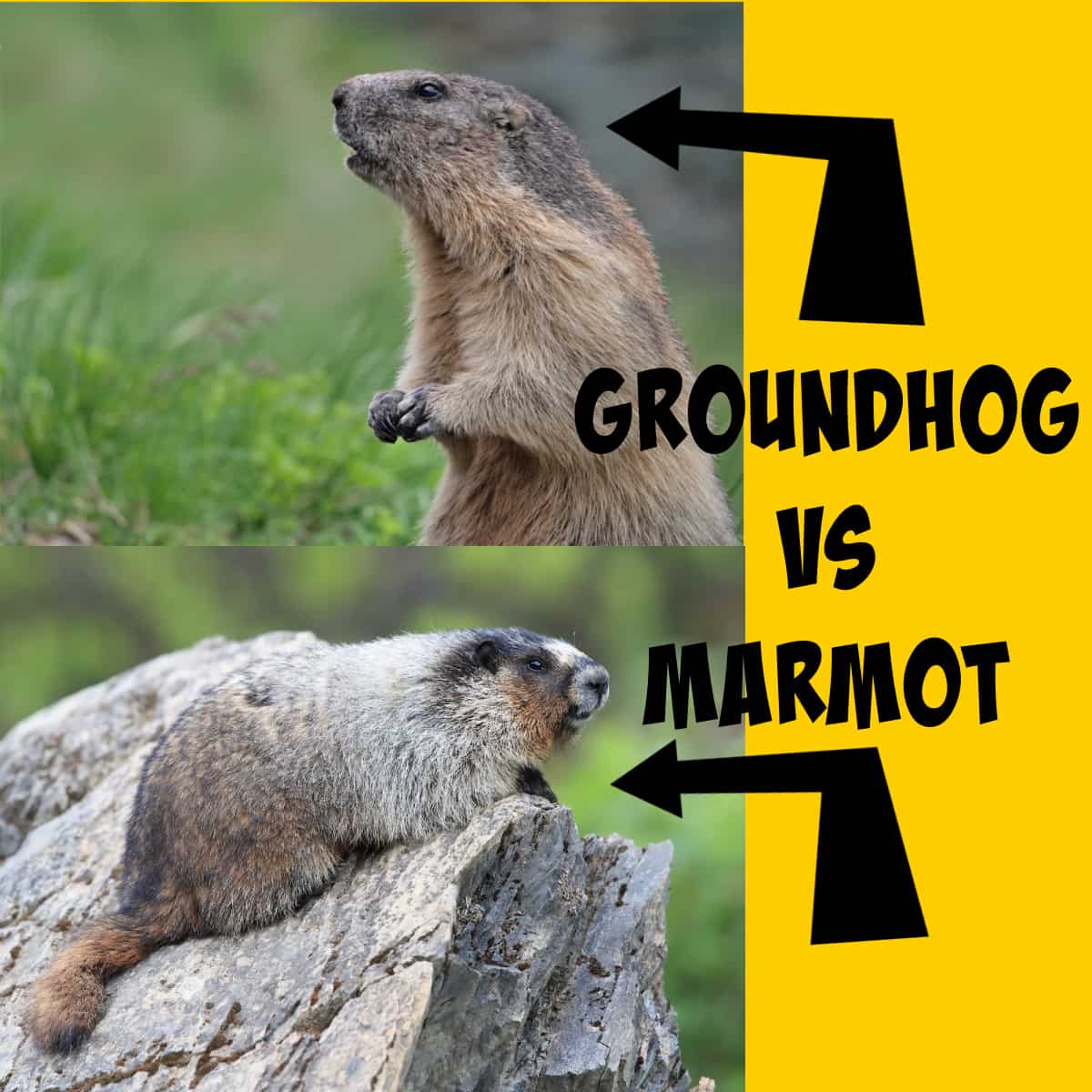 Groundhogs vs Marmots: Easy Ways to Tell Them Apart - Squirrels at the ...