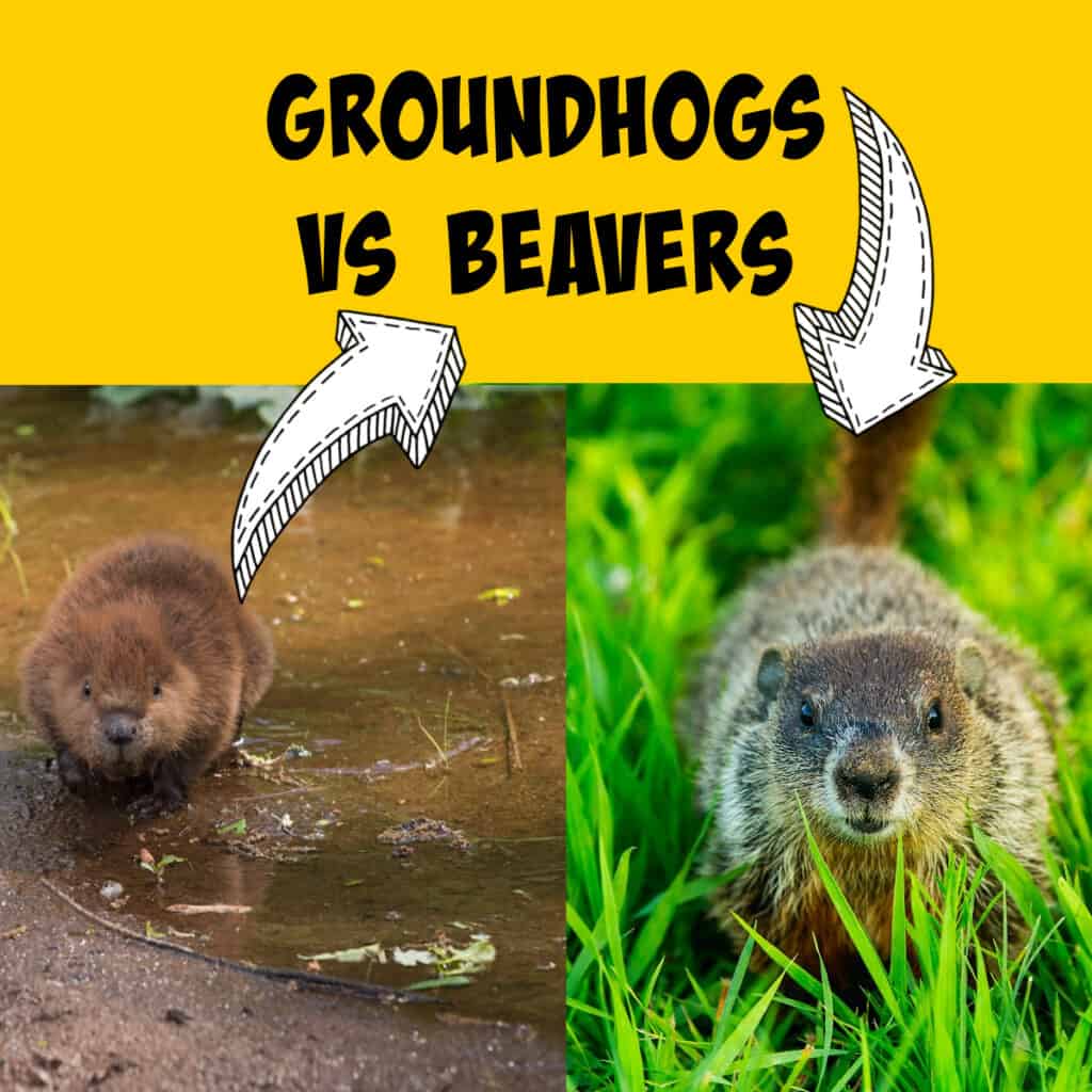 Groundhogs vs Beavers