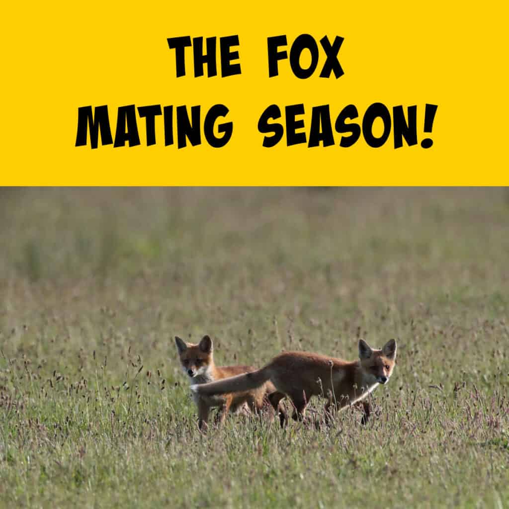 Mating Season for Foxes