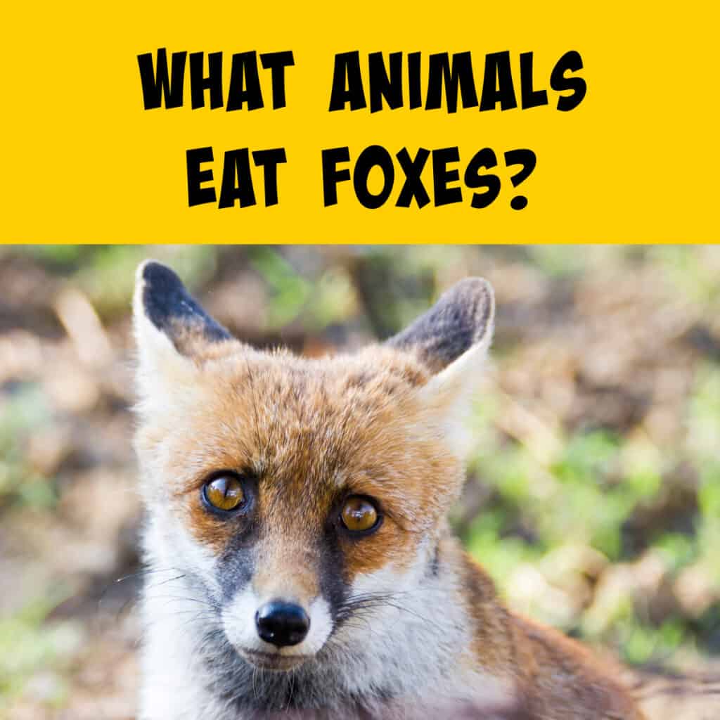 What Eats Foxes