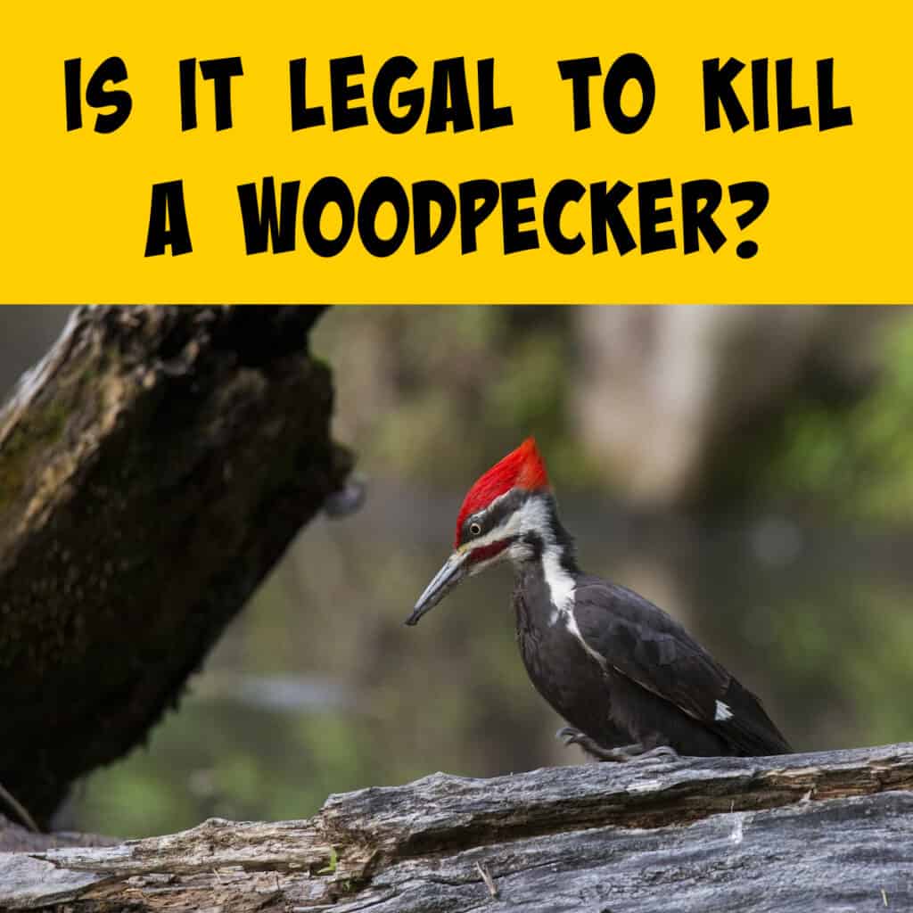 Woodpecker Legal Issues