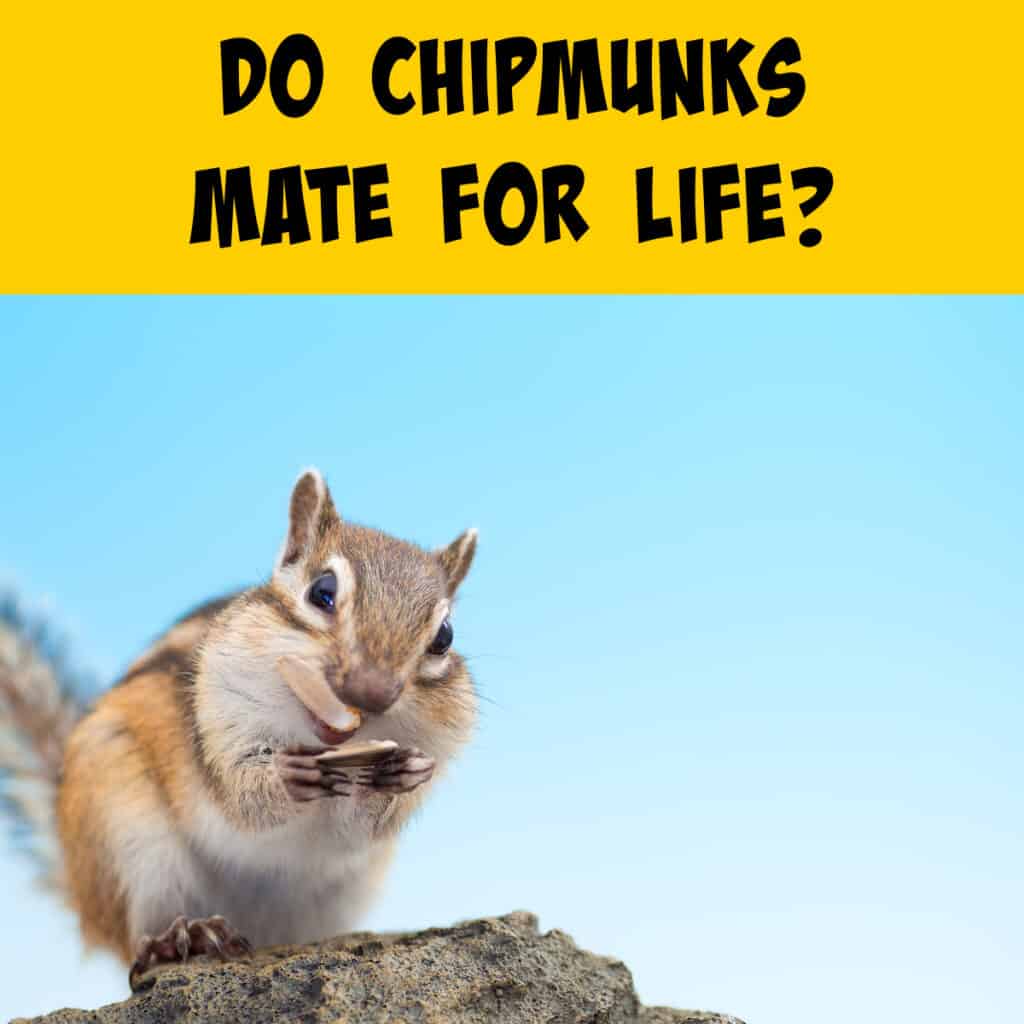 Chipmunk Mating Behavior