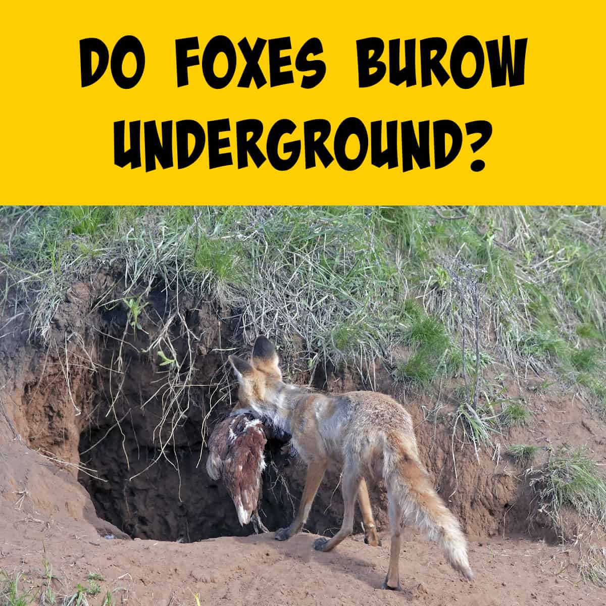 Foxes Burrow