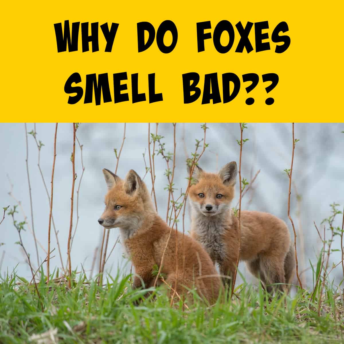Foxes Smells and Odors