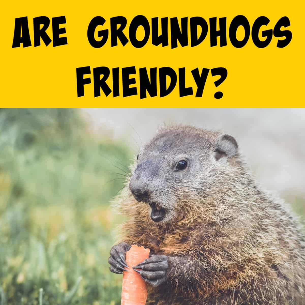 Friendly groundhog eating a carrot