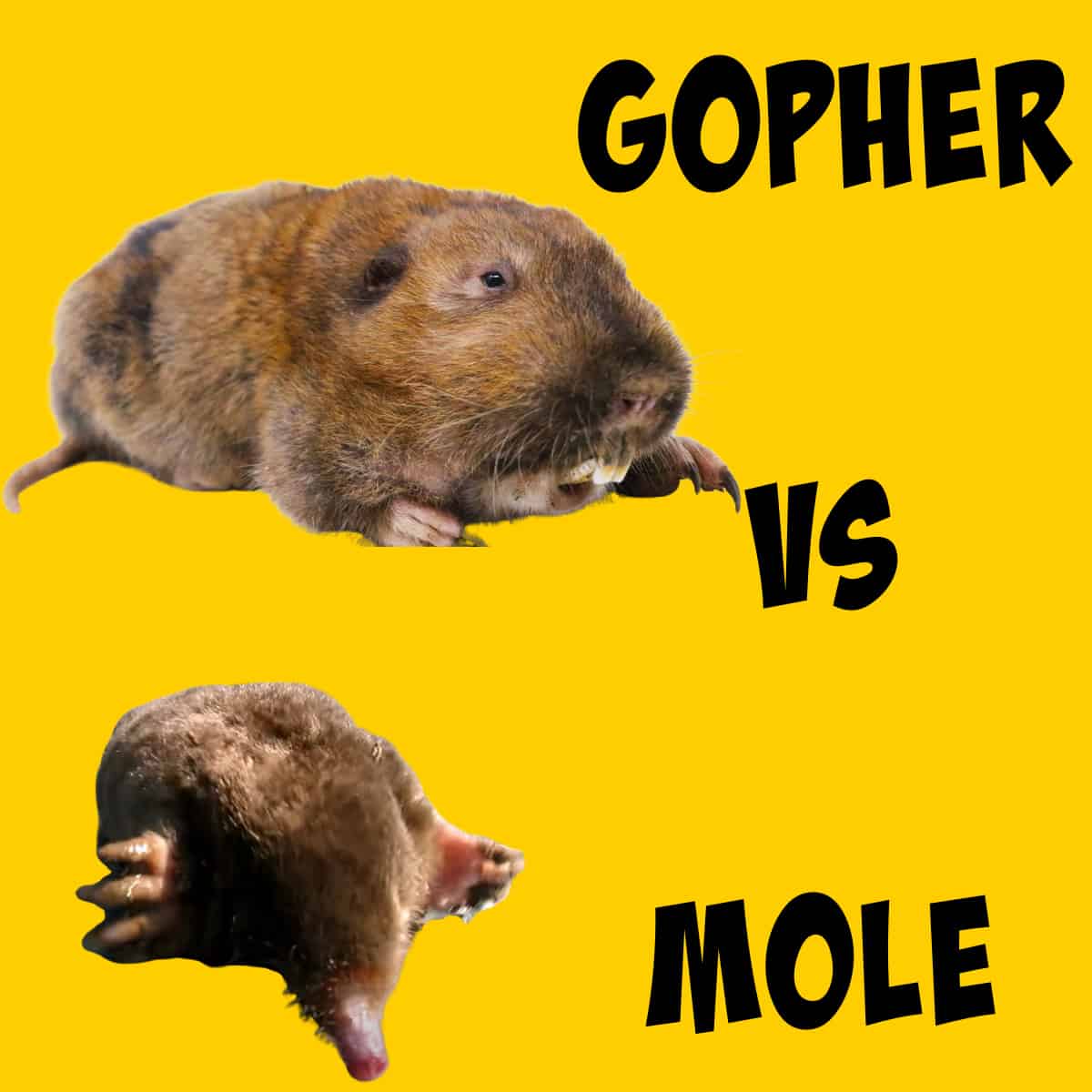 Picture of a gopher compared to a picture of a mole