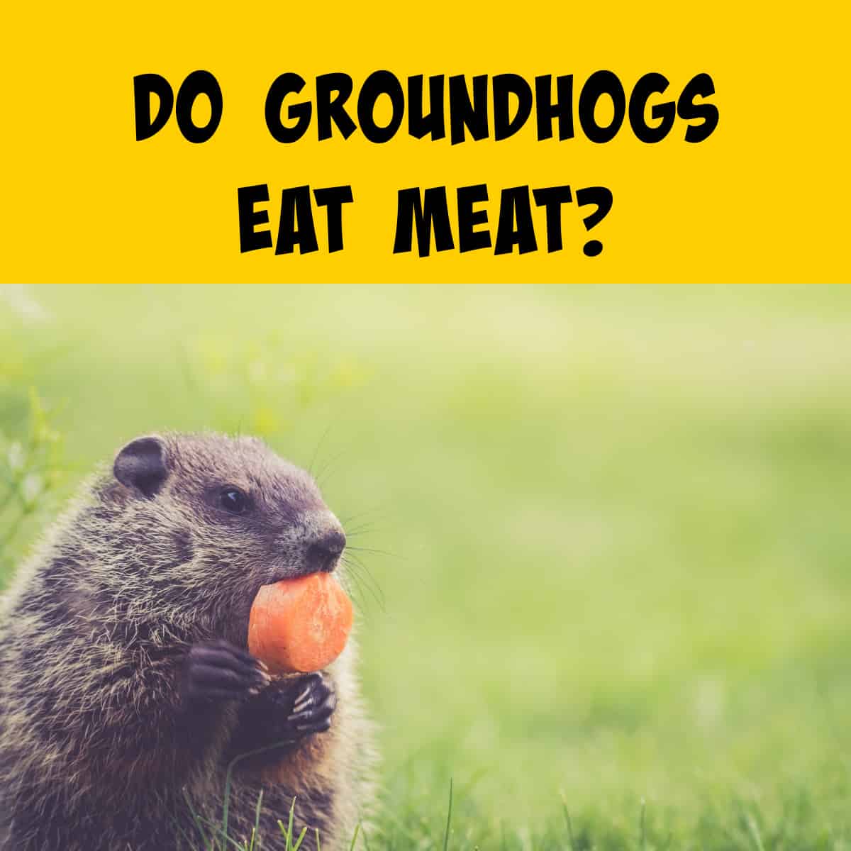 Groundhog Eating a Carrot