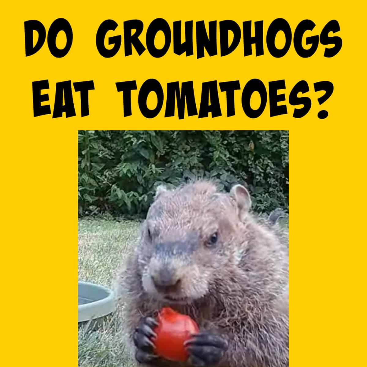 Groundhog Eating a Tomato