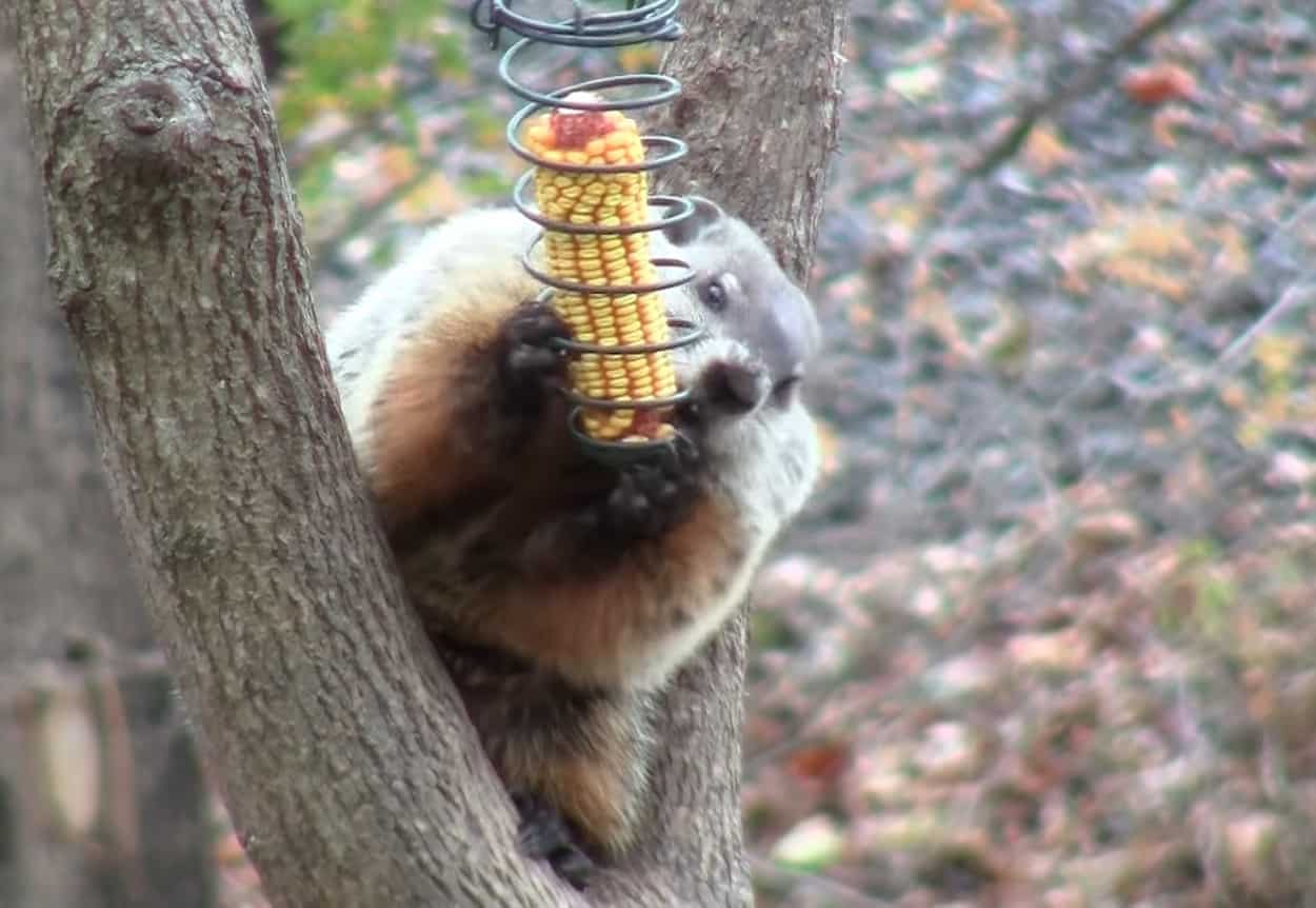 Groundhog in a Tree