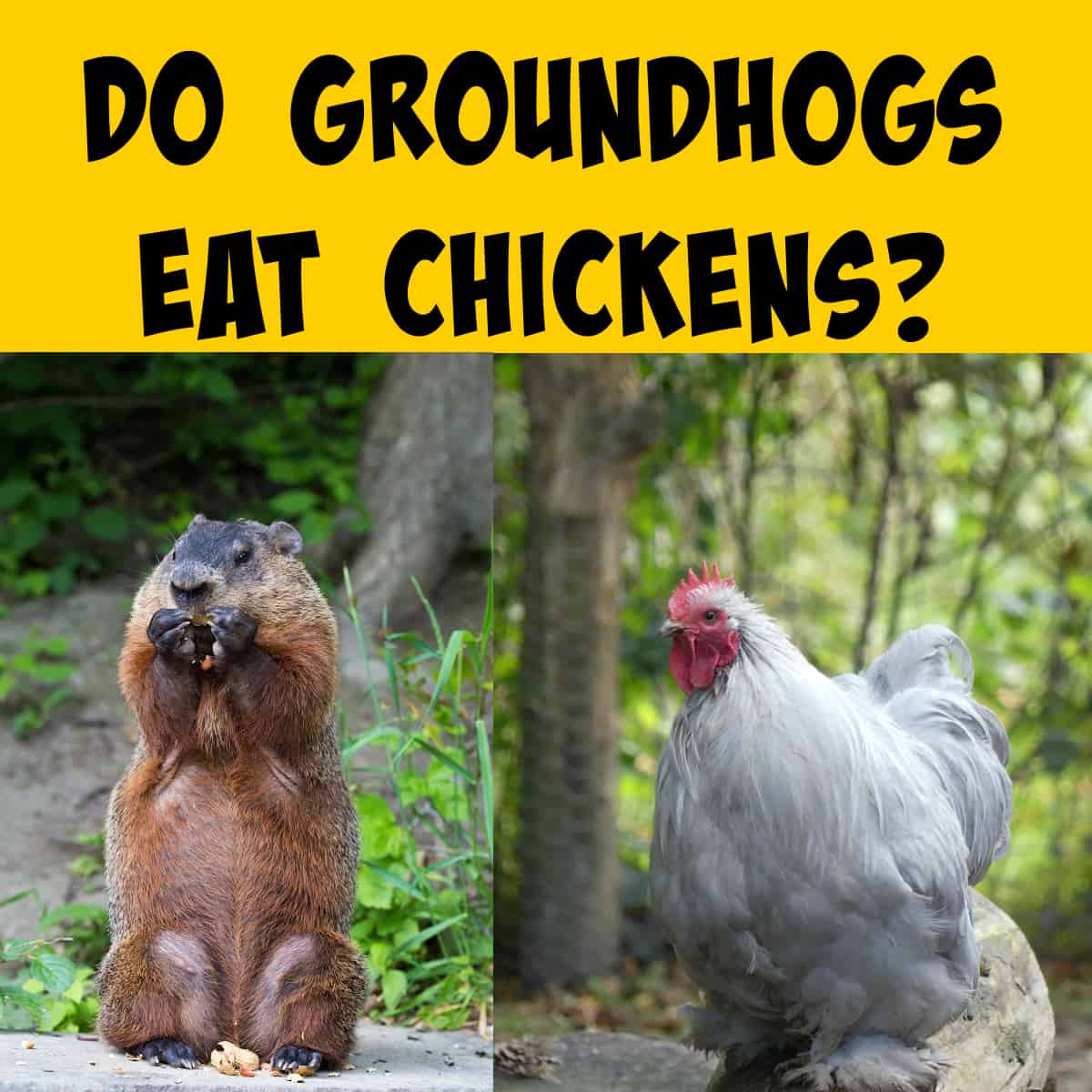 Groundhogs and Chickens
