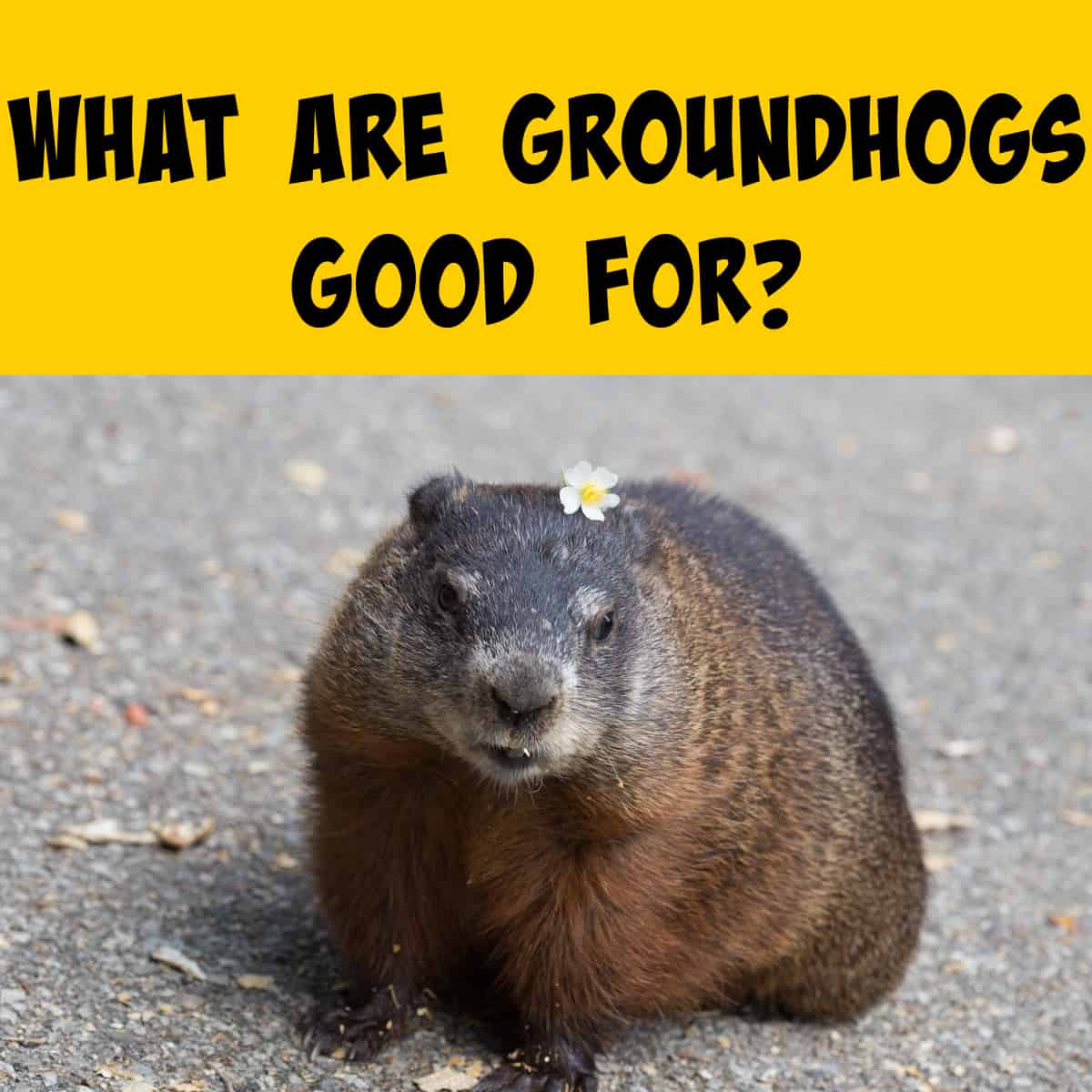 picture of a large groundhog with a flower
