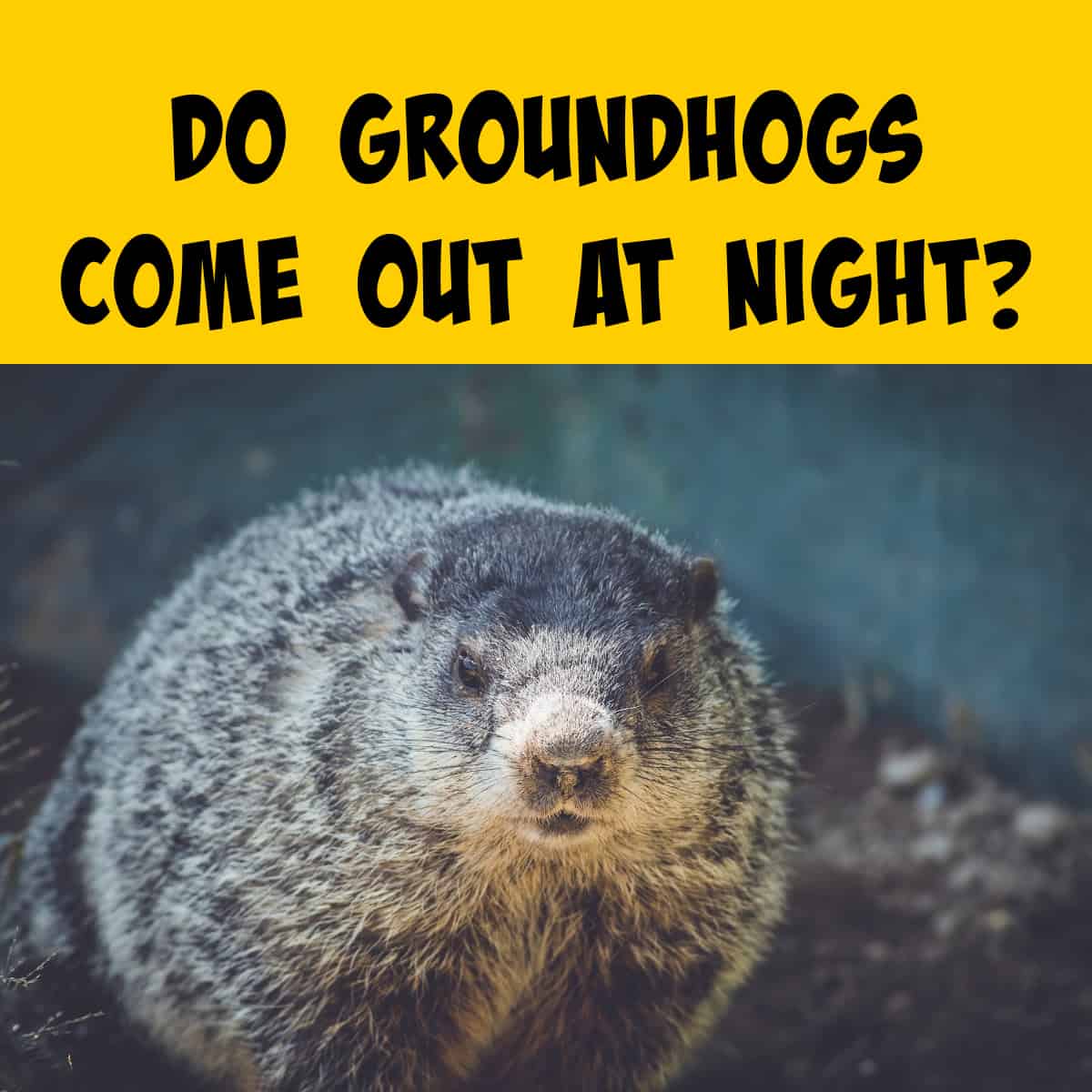Picture of a groundhog at Dusk