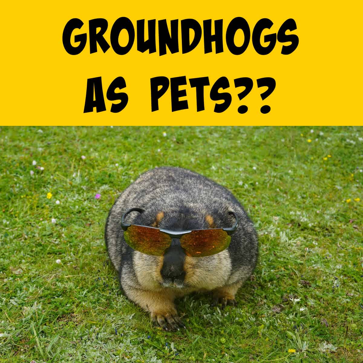 Pet Groundhog