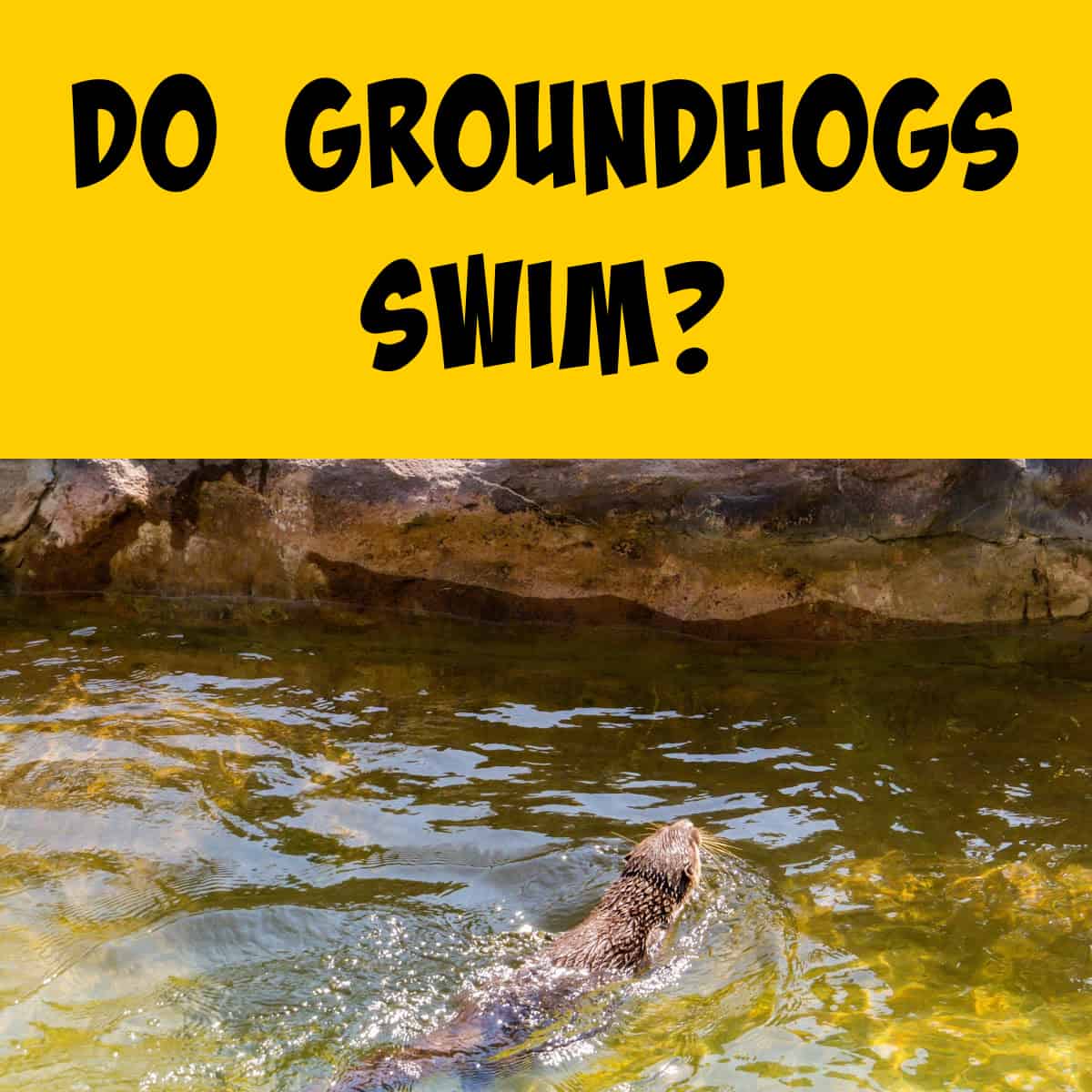Swimming Groundhog