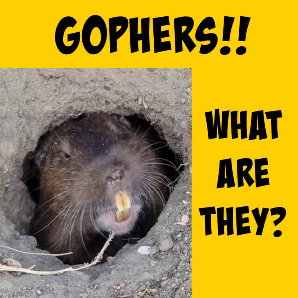 What Are Gophers