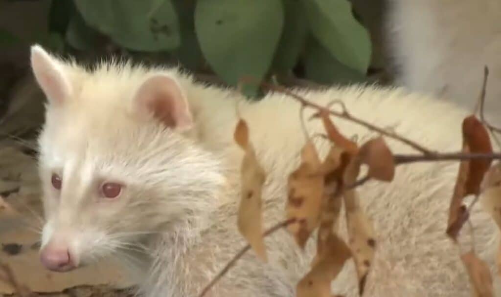 Blonde vs Albino Raccoons: How to Tell Them Apart! - Squirrels at the ...