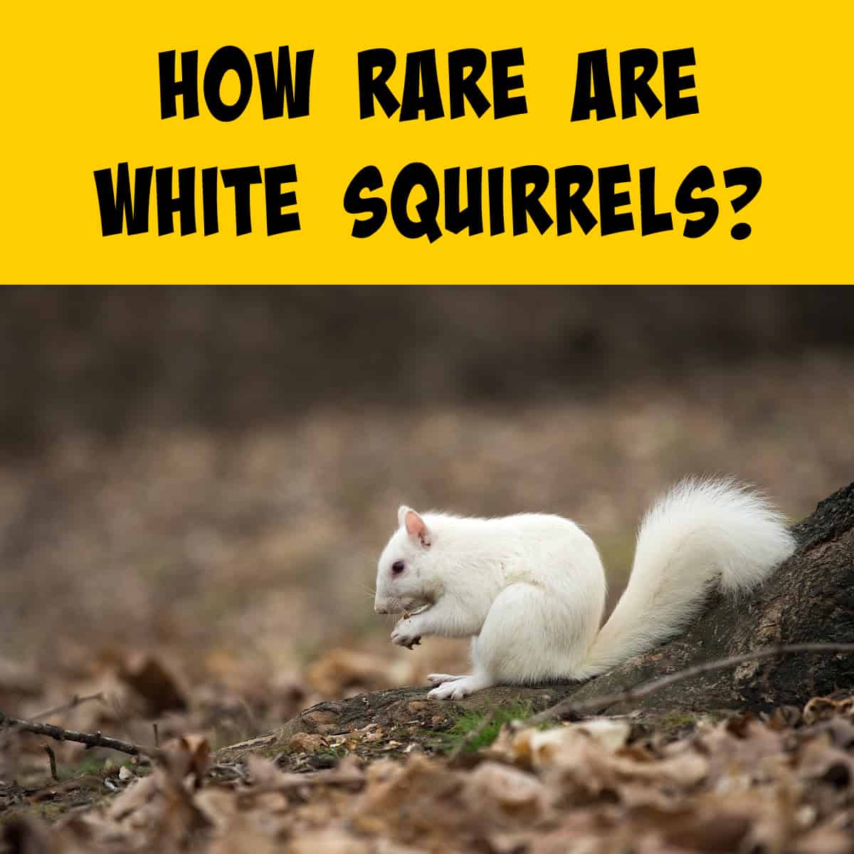 White squirrel sitting under a tree