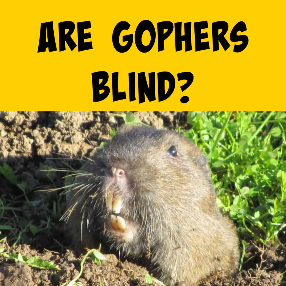 Face of a gopher