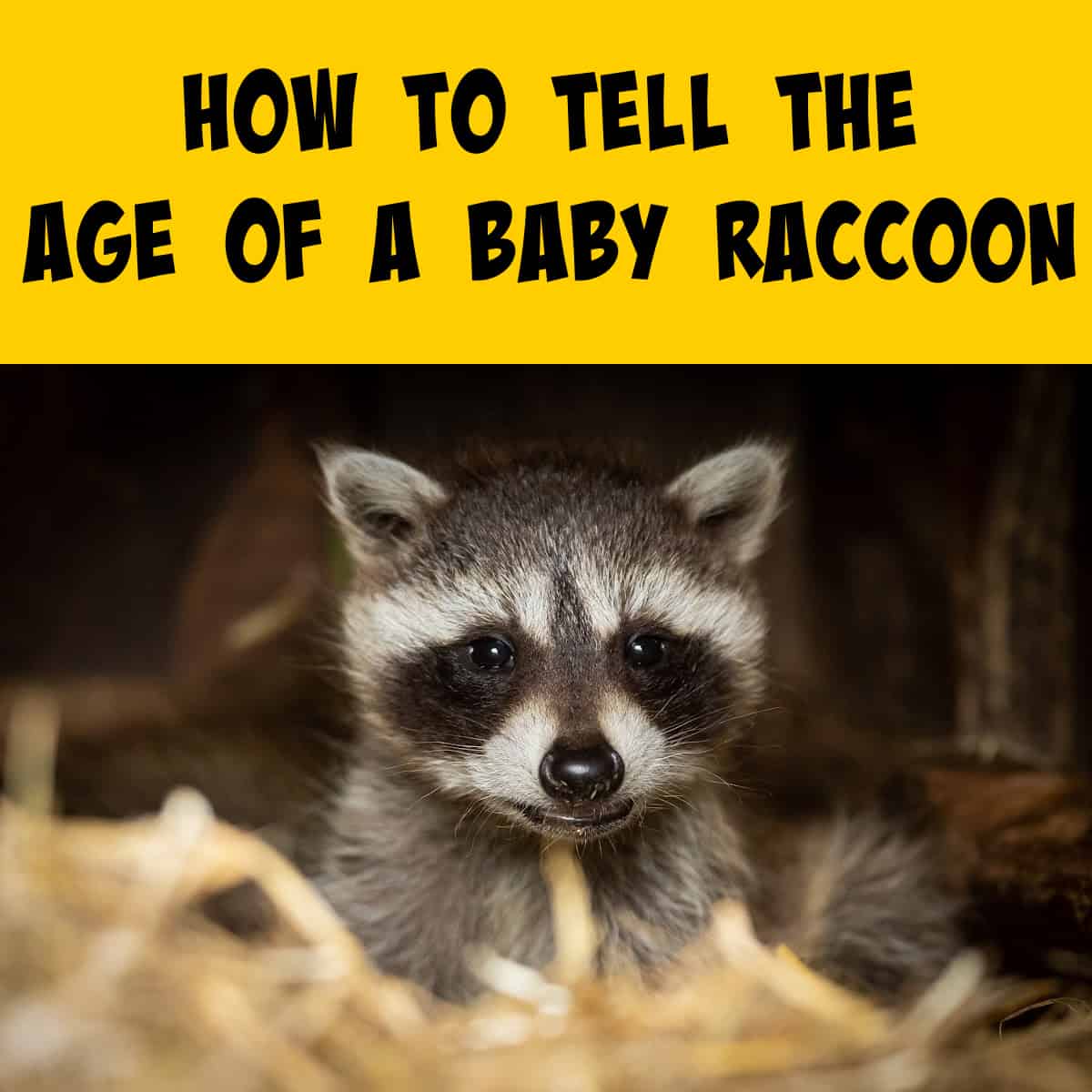 Eight Week Old Raccoon