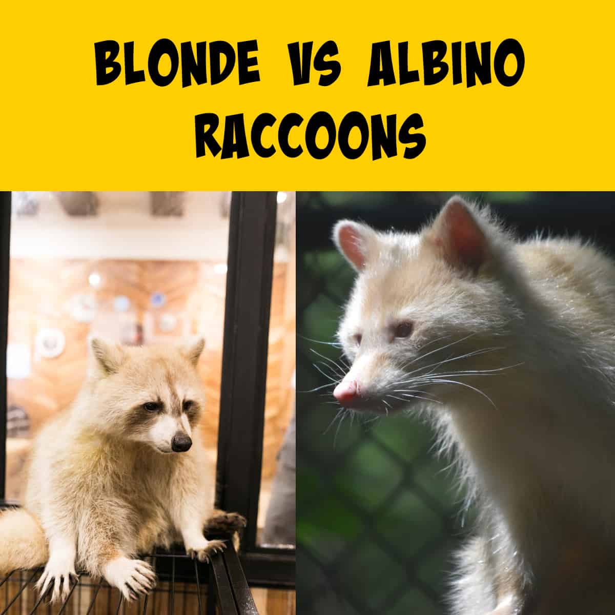 Side by side view of a blonde raccoon with an albino raccoon