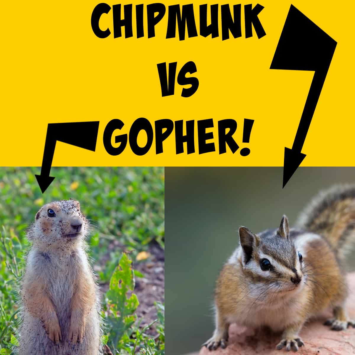 Picture of a gopher beside a picture of a chipmunk