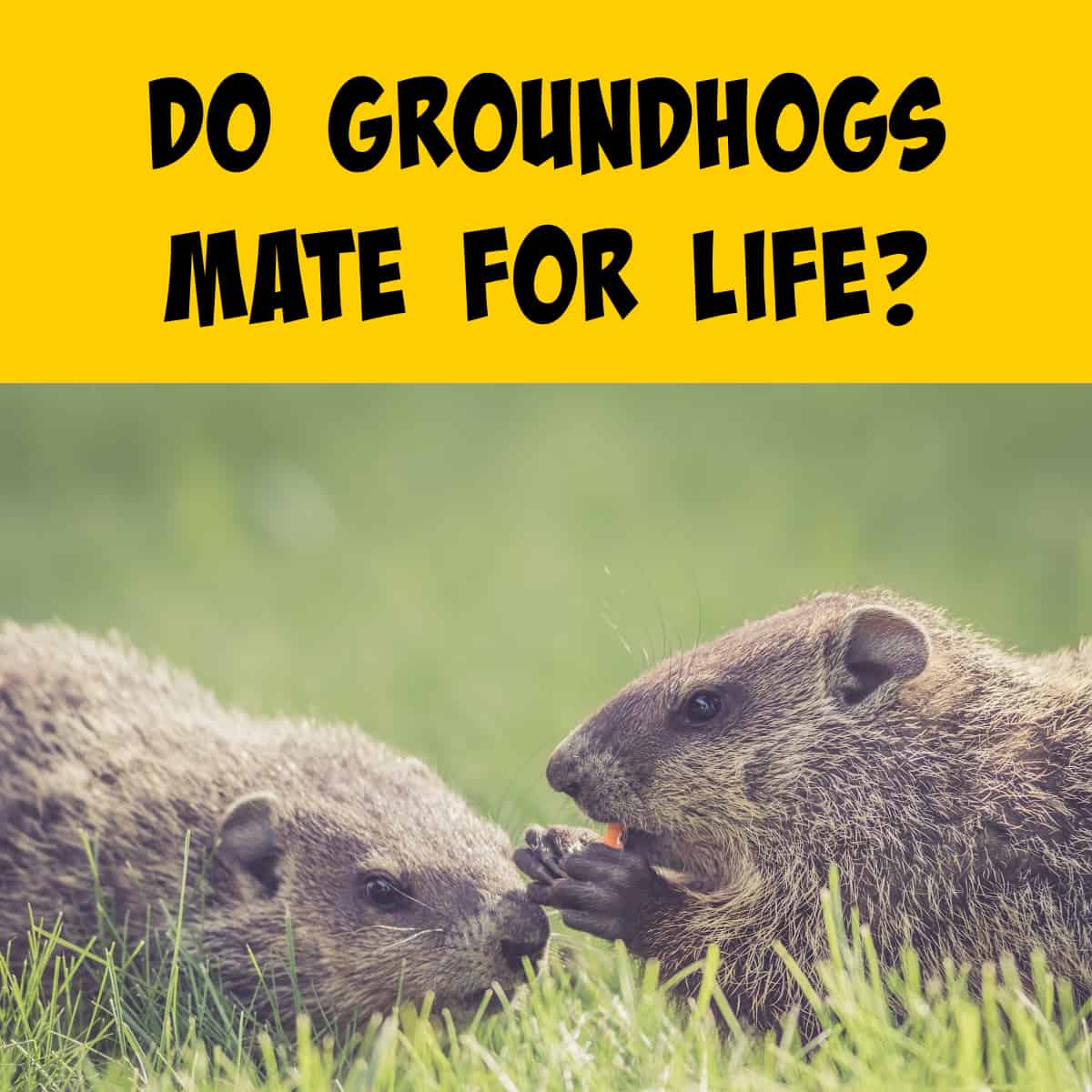 Pair of groundhogs in a field