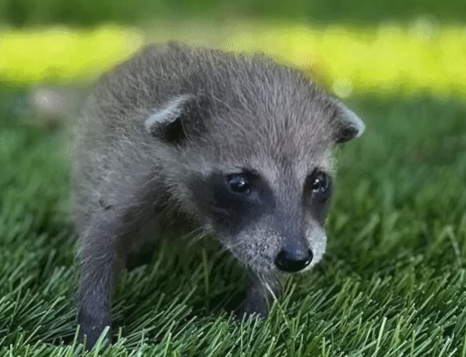 Five Week Old Baby Raccoon
