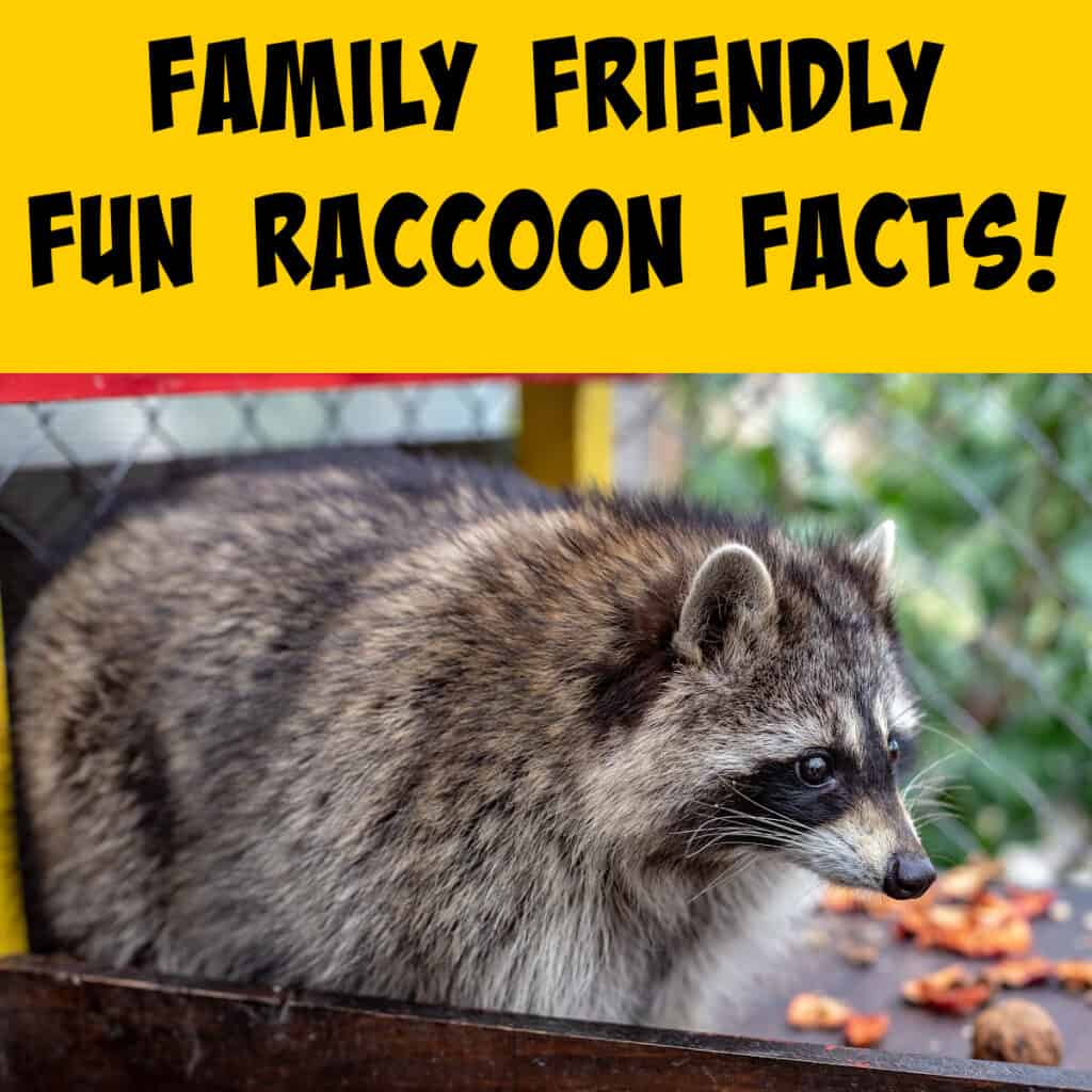 Fun Facts About Raccoons! Squirrels at the Feeder
