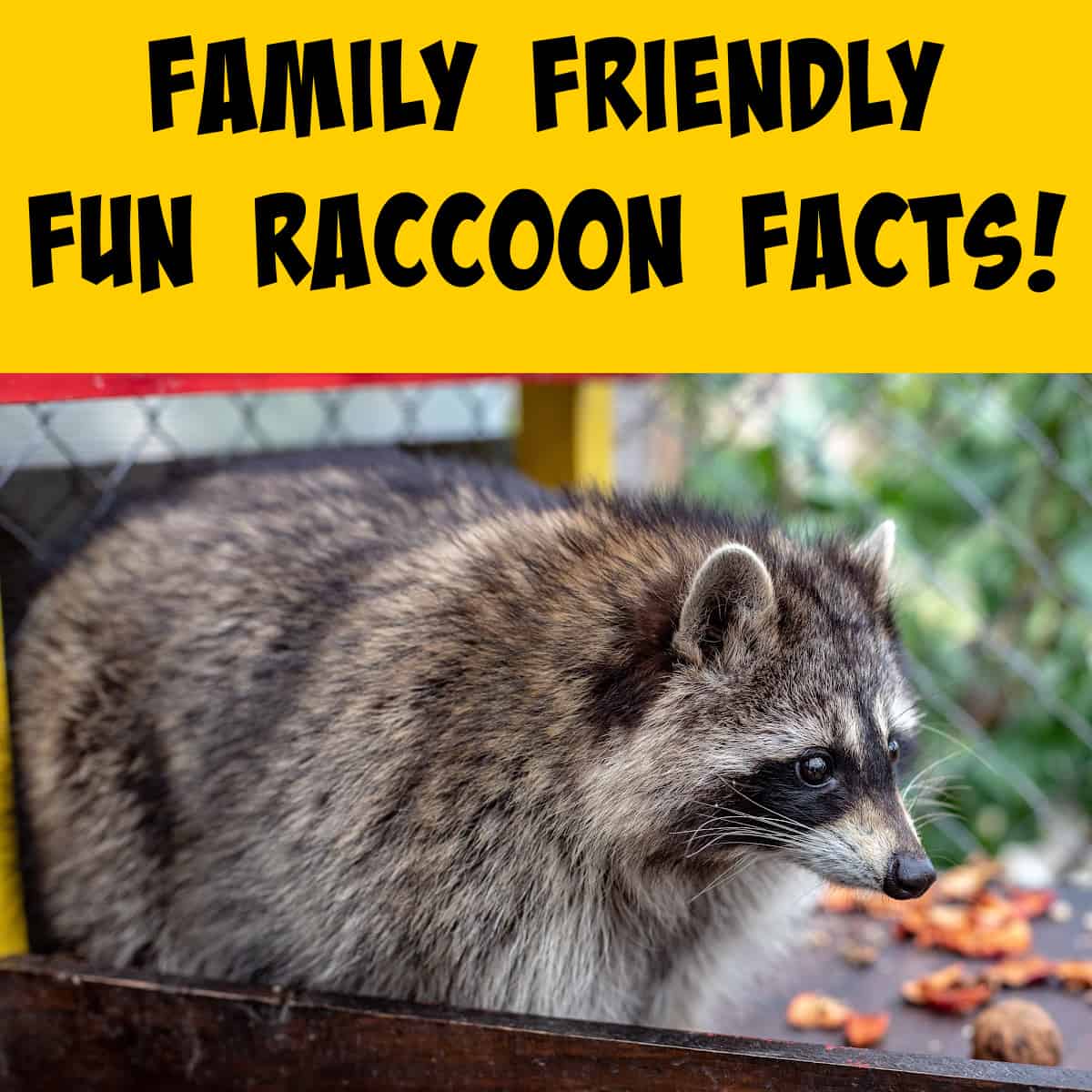 Fun Raccoon Facts