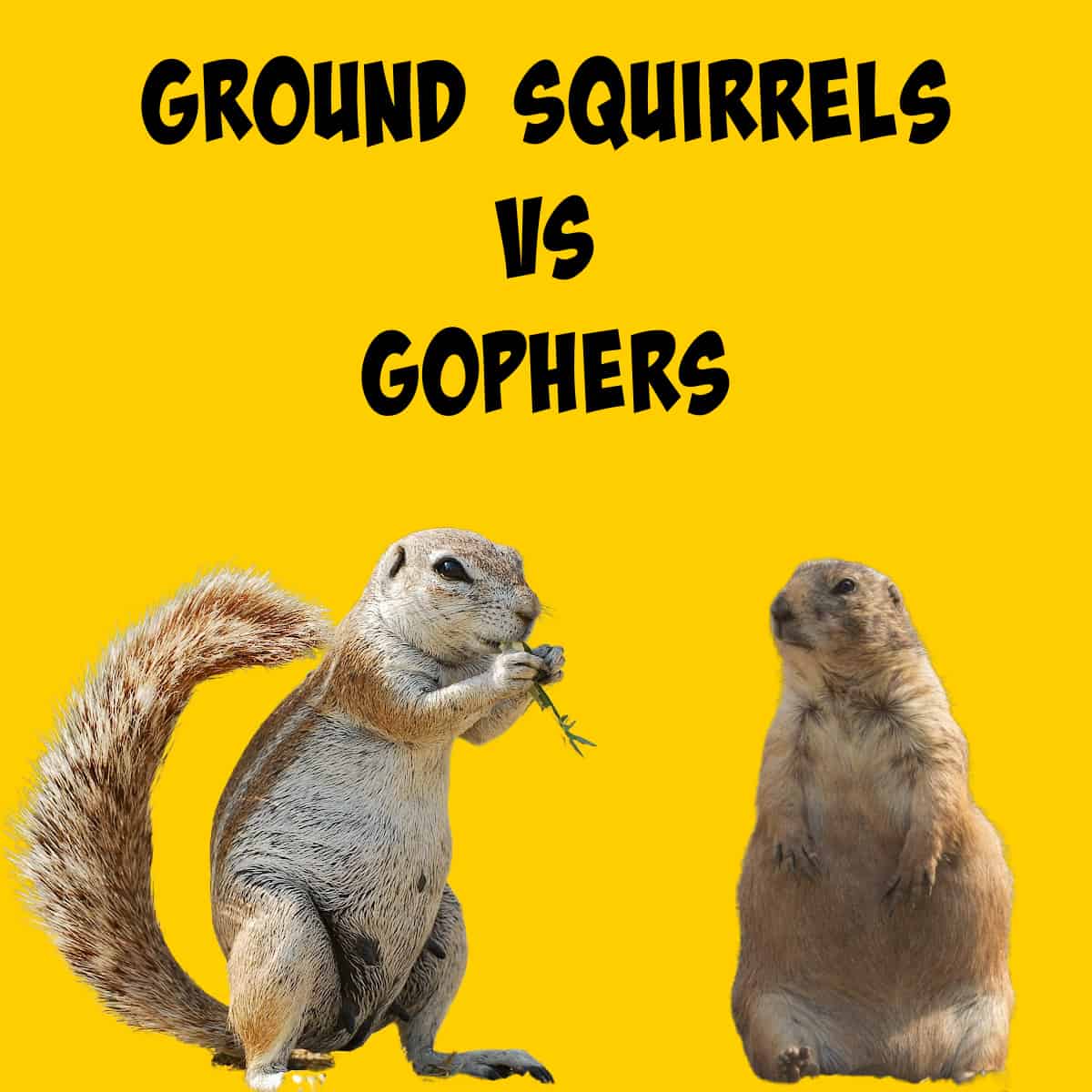Side by Side Look at a Ground Squirrel and Gopher