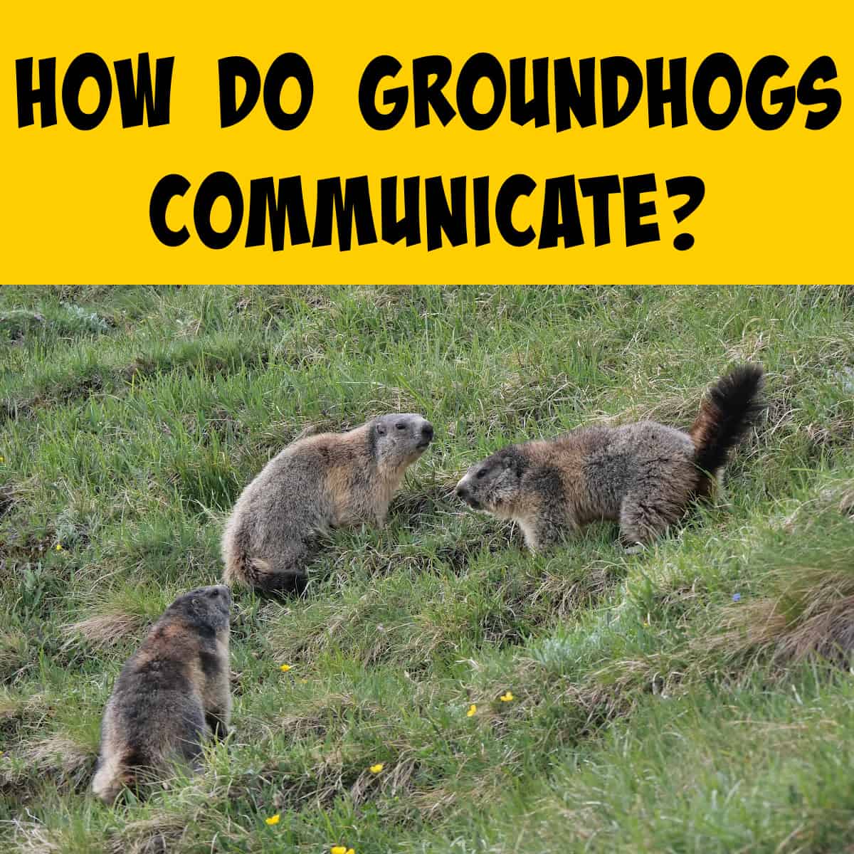 Group of Groundhogs in a field