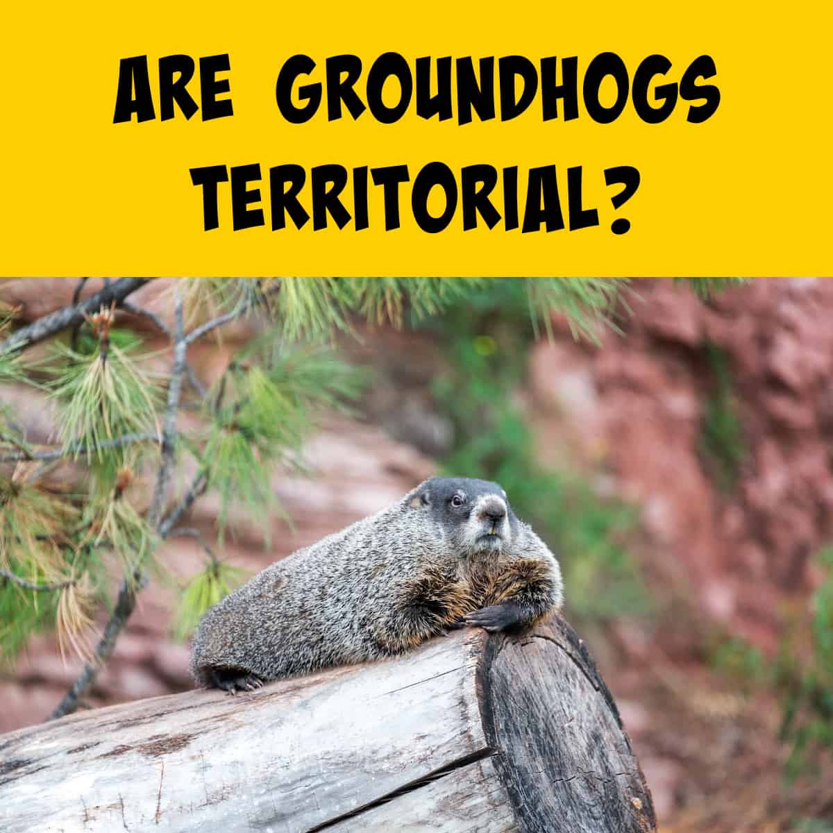 Groundhog on a log defending his territory