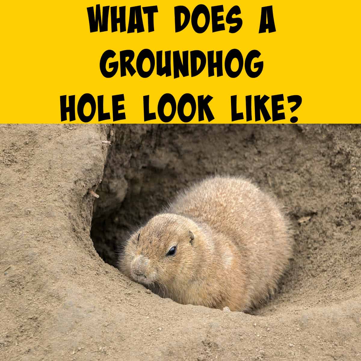 Groundhog sitting in its hole