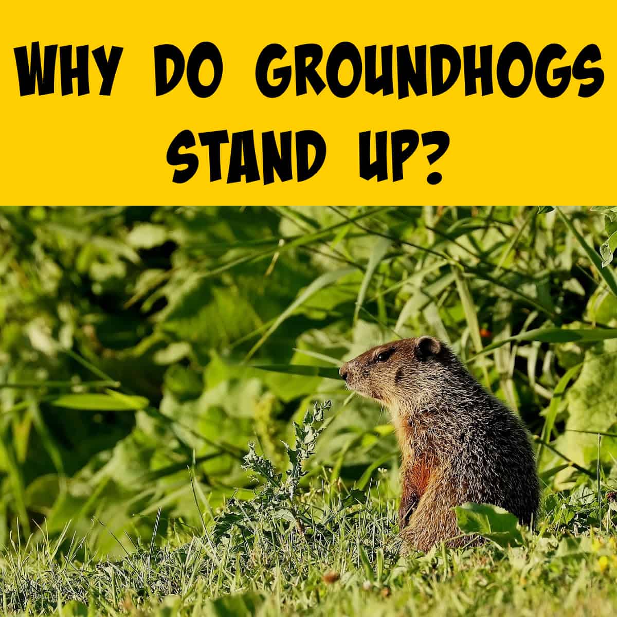 Groundhog standing up in a field