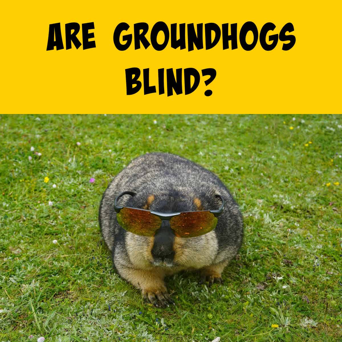 Picture of a groundhog wearing glasses